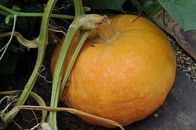Fallen Pumpkin
