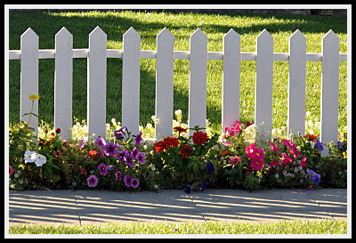 flowers at picket fence