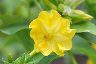 Yellow Four o'clock Flower