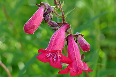 garnet penstemon