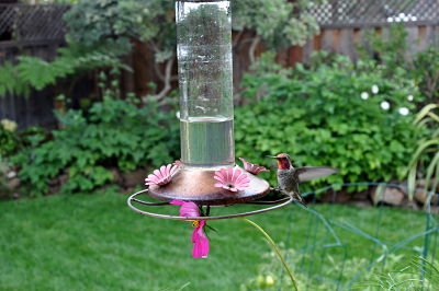Hummingbird at Feeder