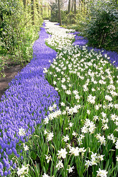River of Hyacinth Flower
