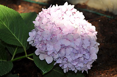 Pink Hydrangea