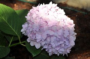 Dusty Pink Hydrangea