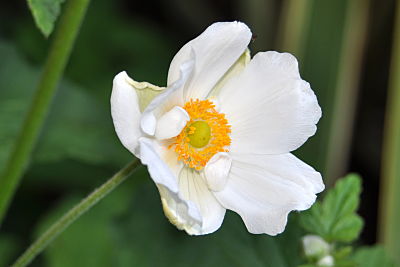 japanese anemone flower
