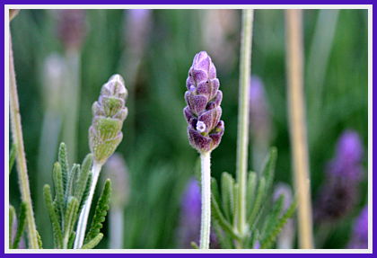 Lavender