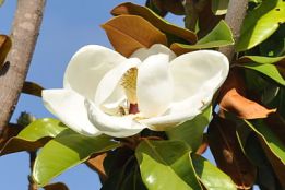 White Magnolia
