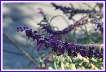 Mexican sage