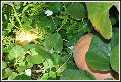 Large, still yellow, pumpkin