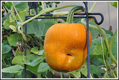 Acorn shaped pumpkin turns orange