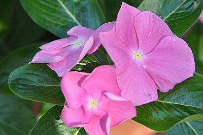 Pink Annual