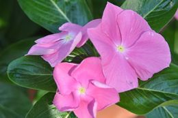 Pink Vinca