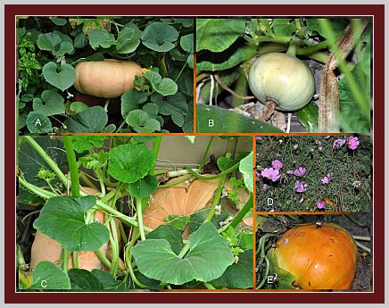 Pumpkin Collage