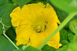 Pumpkin Flower (Male)