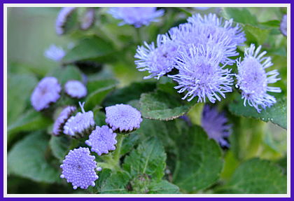 Ageratum