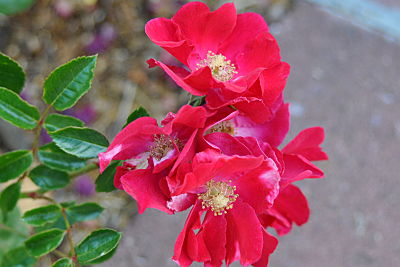 Carpet Roses