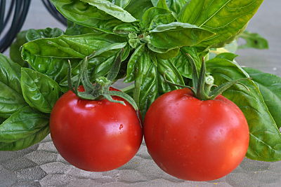 Tomatoes and Basil from the Garden
