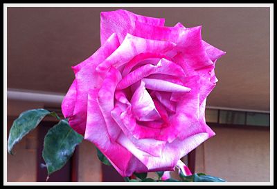 Rose at John Muir School