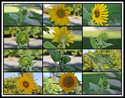 Sunflowers: The Sunny Dozen