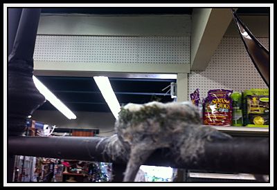 Hummingbird Nest at Summer Winds Nursery