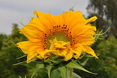 Sunflower