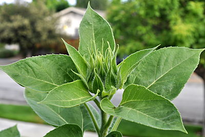 Sunflower bud
