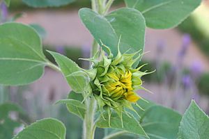 Budding Sunflower