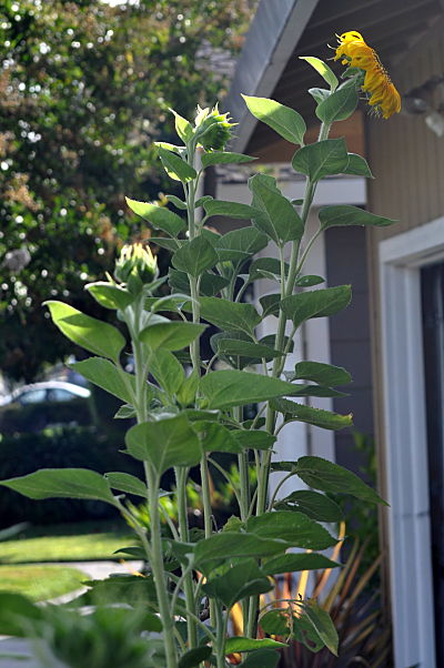 Row fo Sunflowers