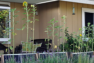 Sunflowers in a row