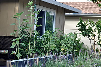 Sunflowers Line the Deck