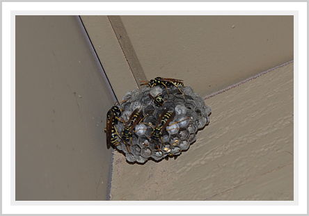 Wasp's Nest