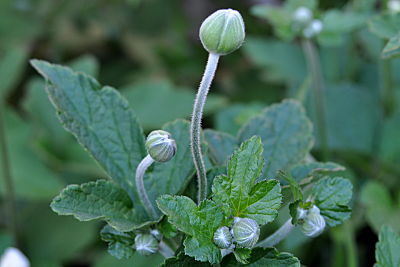 Anemone Buds