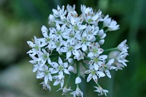 Wild Onion