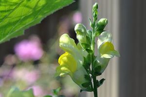 Yellow Snapdragons
