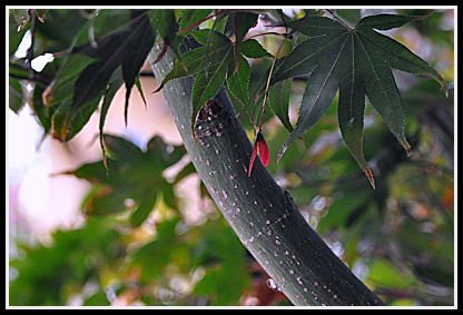 Acer branch