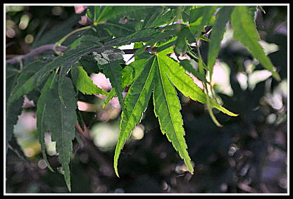 Acer green leaves