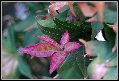 Acer red leaf
