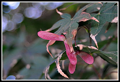 Acer samaras