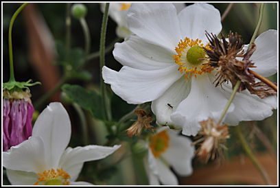 anemome ant