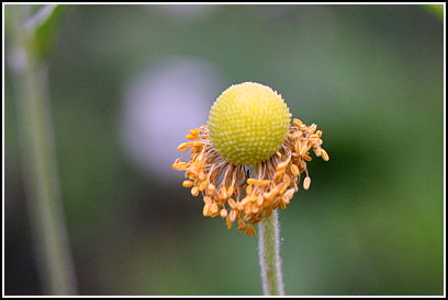 anemone going to seed