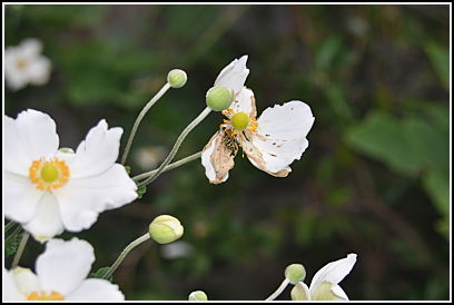 anemone with bug