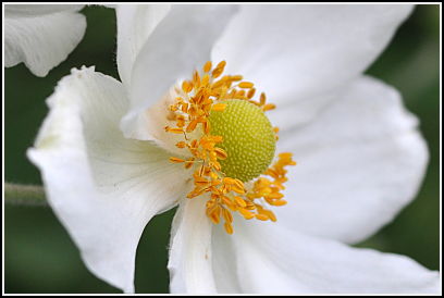 anenome side view