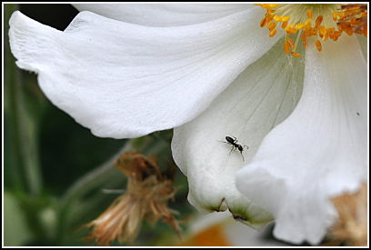 mystery spotted bug