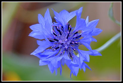 Bachelor's Button closeup