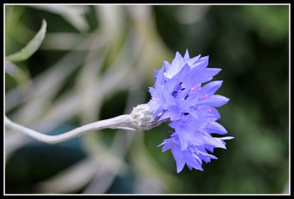 Bachelor's Button flower