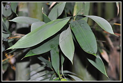 bamboo leaves
