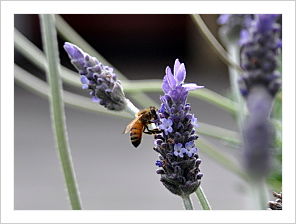 Bee in the Lavender