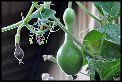 bird house gourd