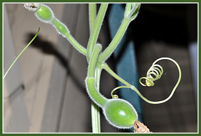 birdhouse gourd fruit