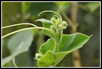 birdhouse gourd buds